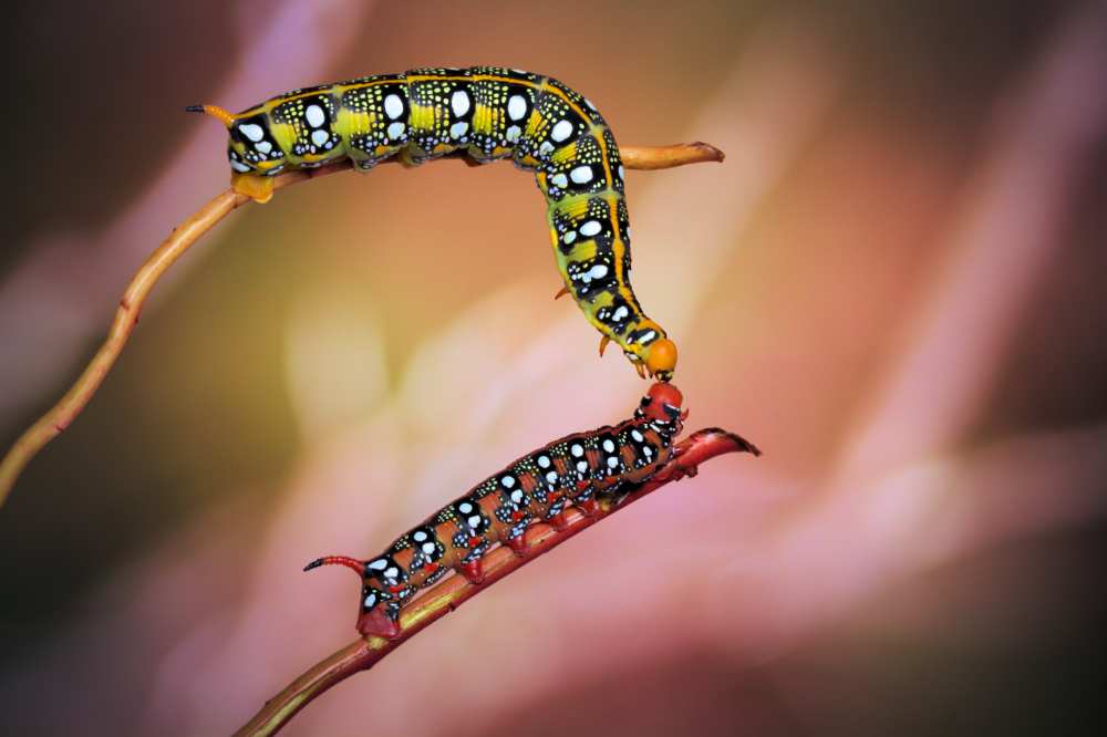 The meeting von Jimmy Hoffman