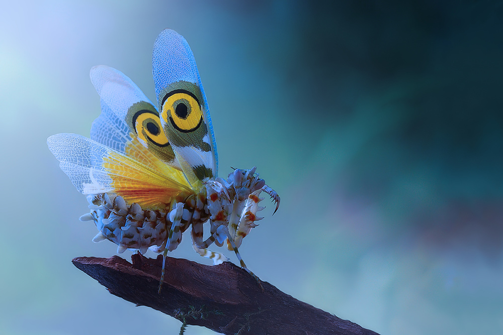 Defence display 3 von Jimmy Hoffman