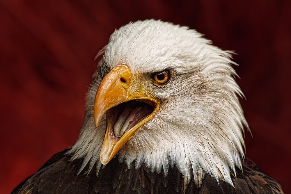 Angry bird von Jimmy Hoffman