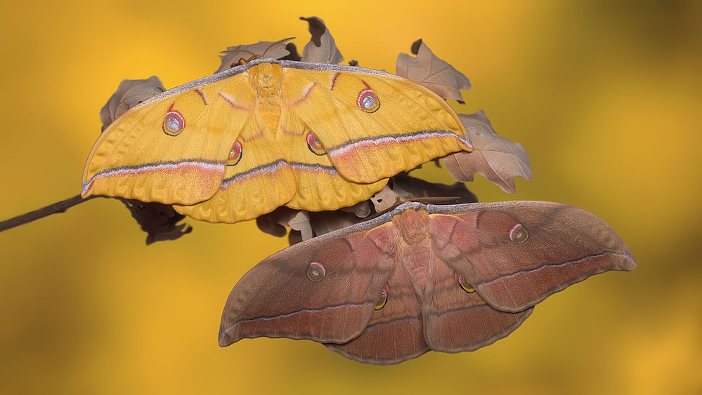 Yamamai pair von Jimmy Hoffman