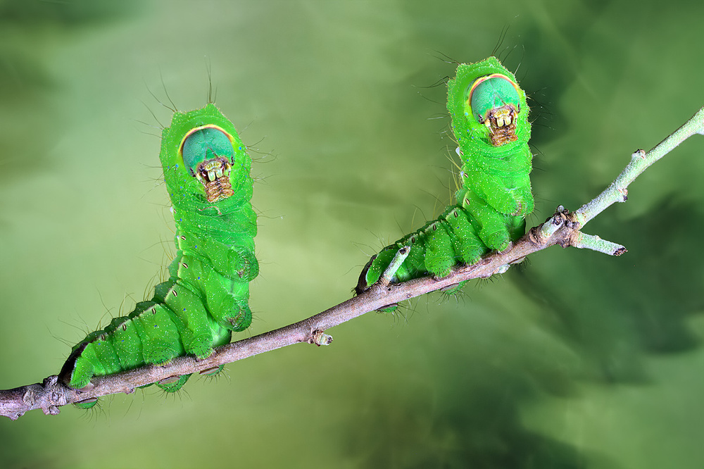 Twin von Jimmy Hoffman