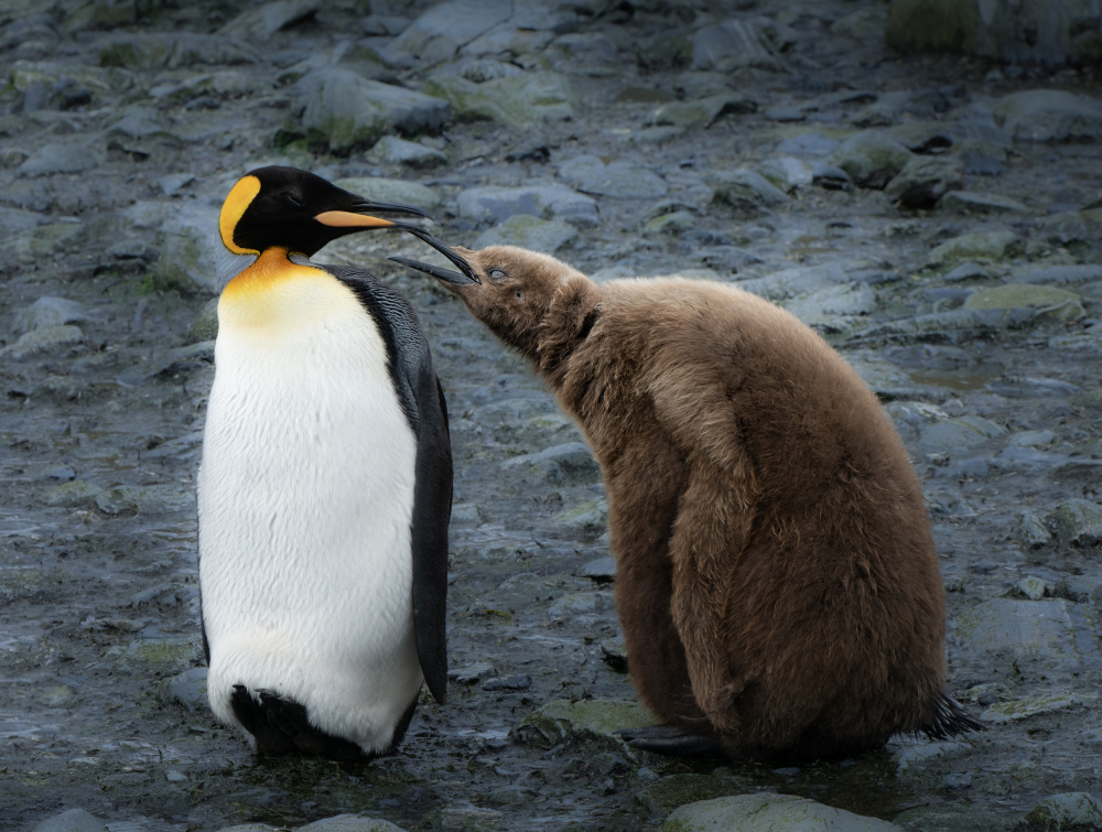 I am hungry von Jimmy Yang