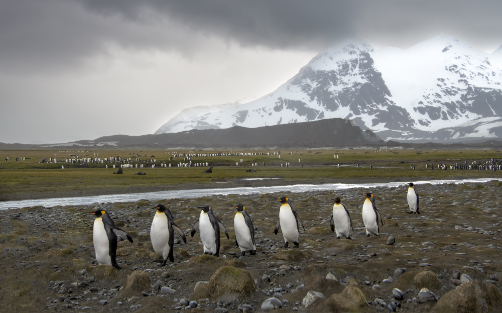 March of king penguins von Jimmy Yang