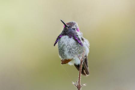 Costas Hummingbird Standing