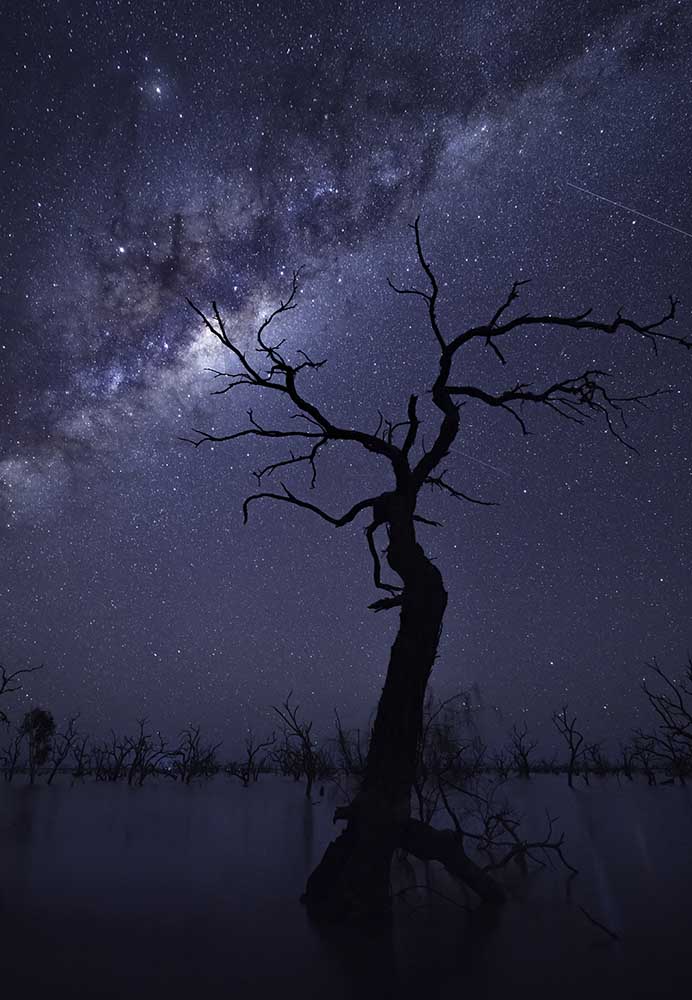 Der Baum von Jingshu Zhu