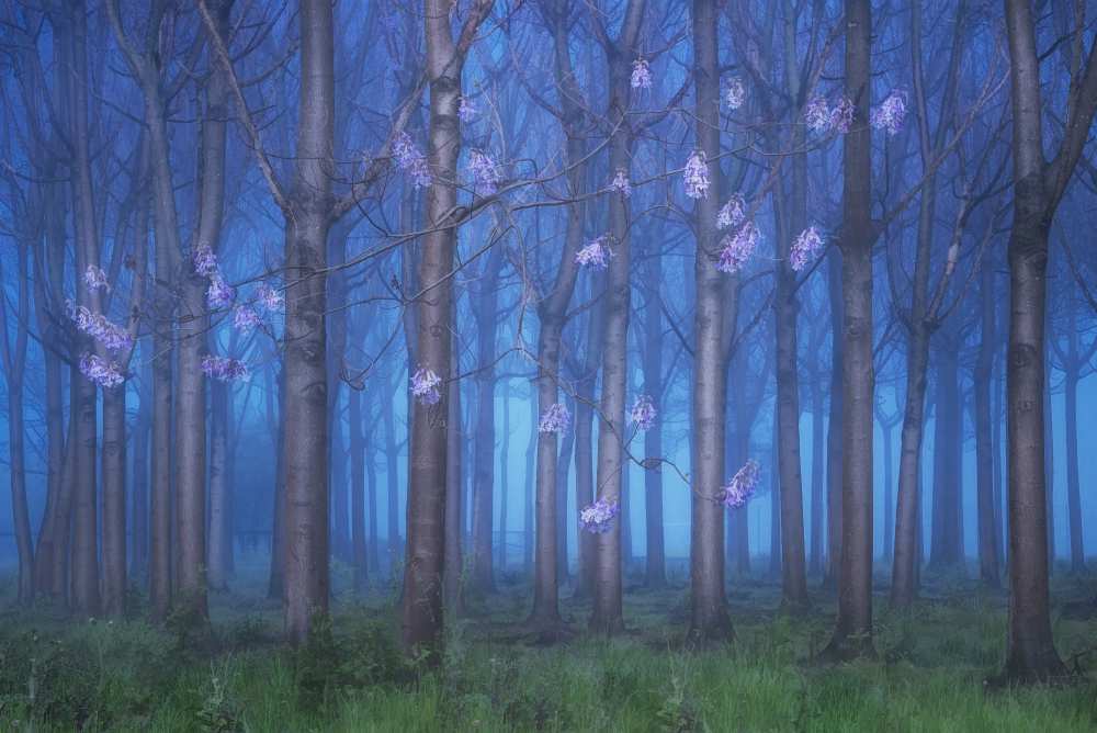 Fairyland von Jingshu Zhu