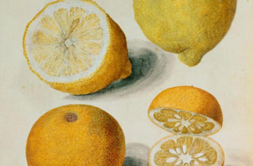 J.le Moyne  de Morgues