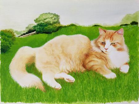 Ginger Cat in Field