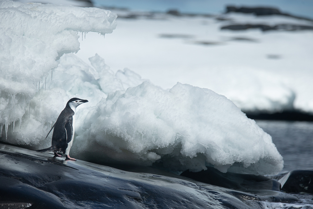 Adelie penguin von Joan Gil Raga