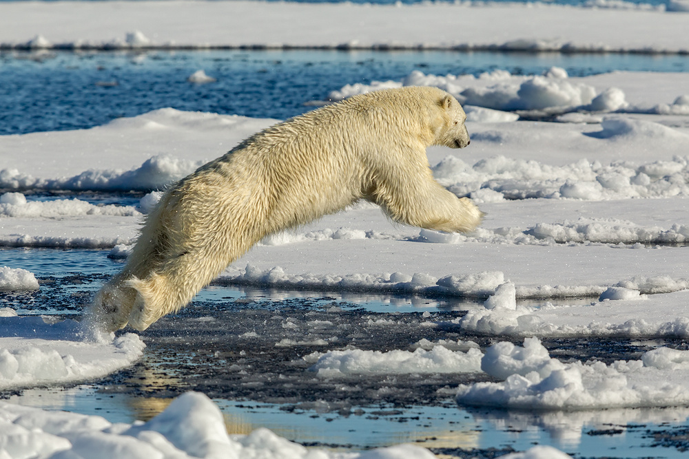 Polar bear jumping von Joan Gil Raga