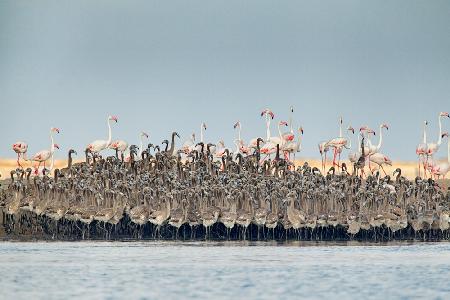 Flamingos nursery