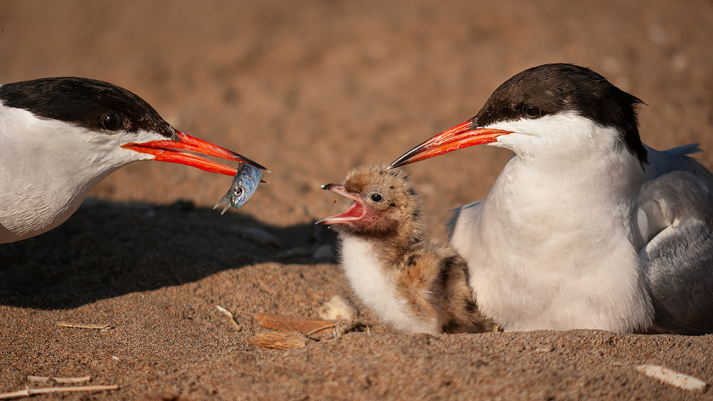 Common tern family von Joan Gil Raga