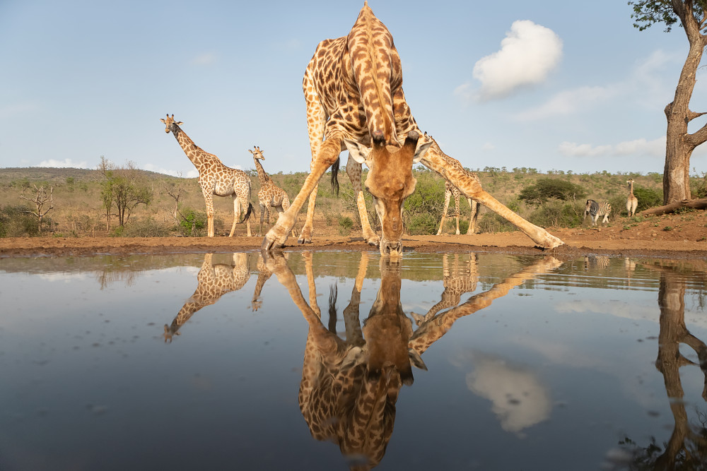 Giraffe drinking von Joan Gil Raga