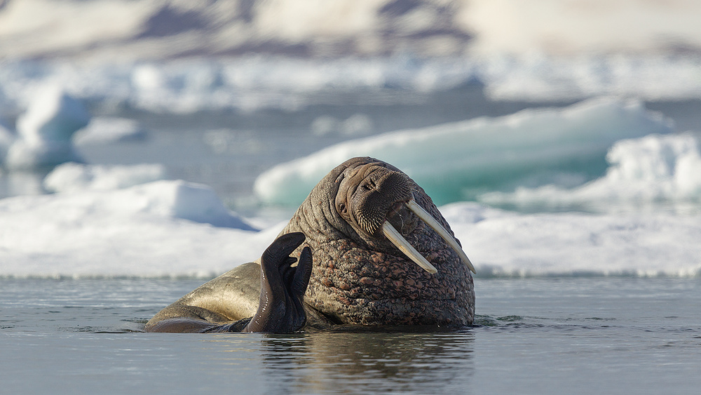 Hello von Joan Gil Raga