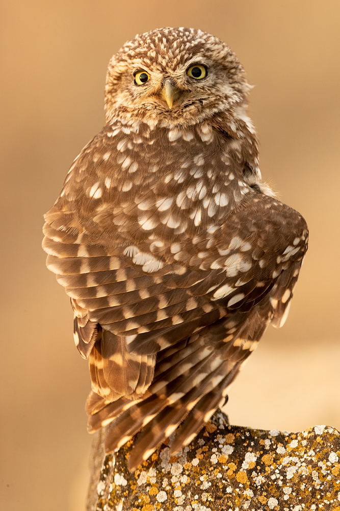 Little Owl von Joan Gil Raga