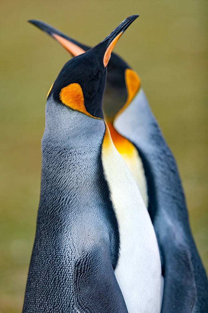 King penguin von Joan Gil Raga