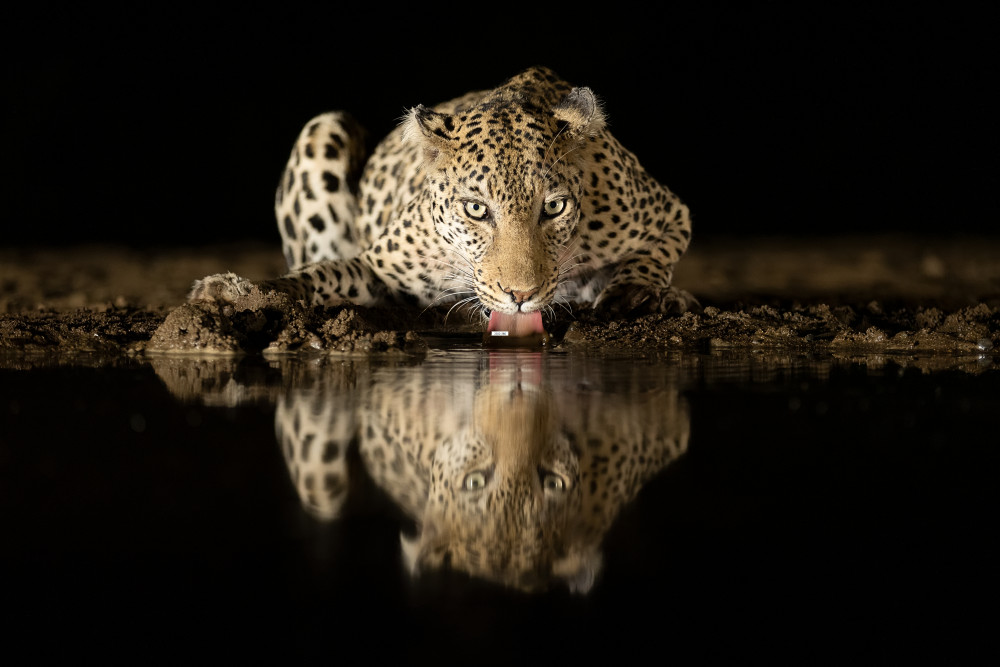 Leopard drinking von Joan Gil Raga