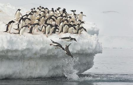 Penguins jumping