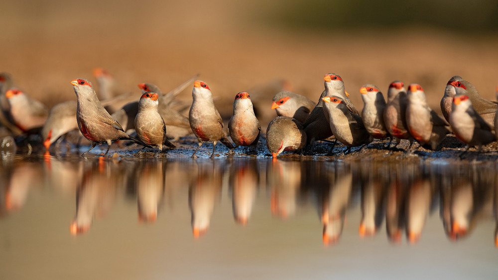 Red faces von Joan Gil Raga