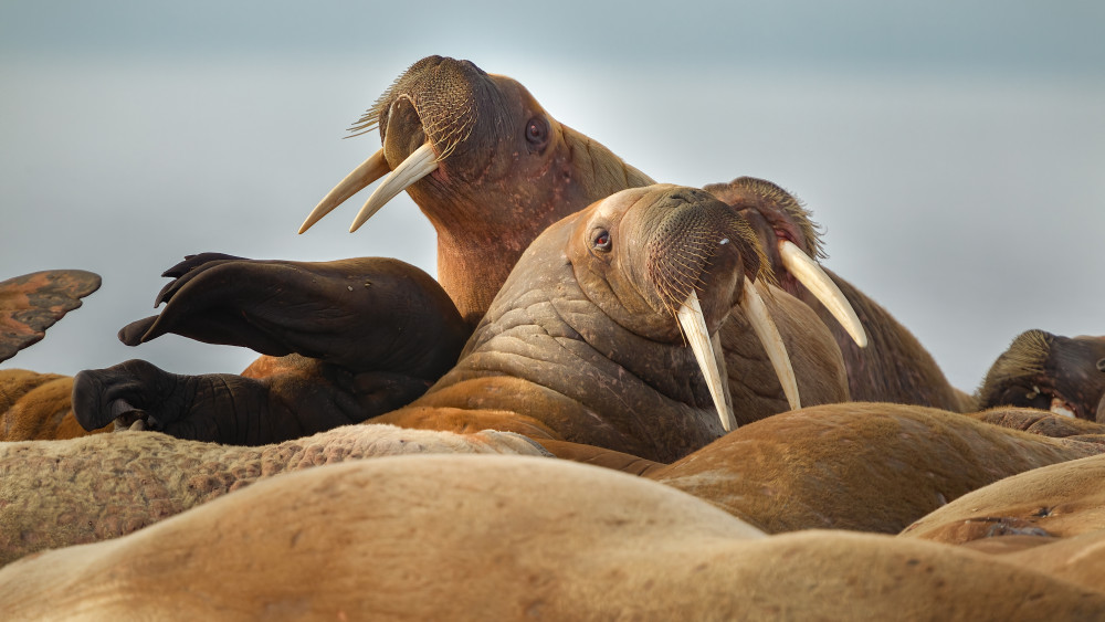 Walrus colony von Joan Gil Raga