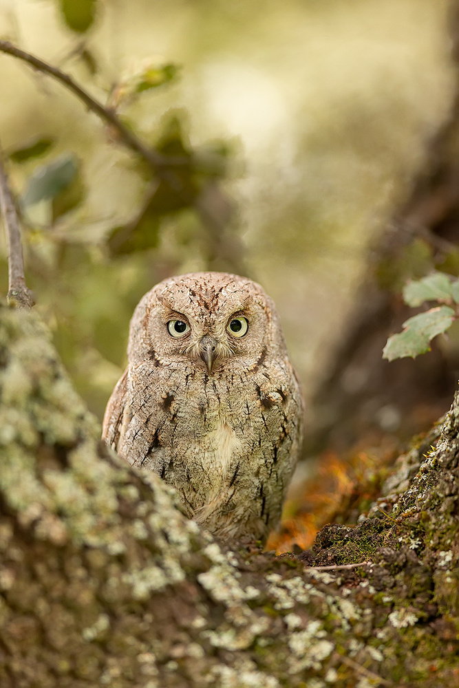 Scops owl von Joan Gil Raga