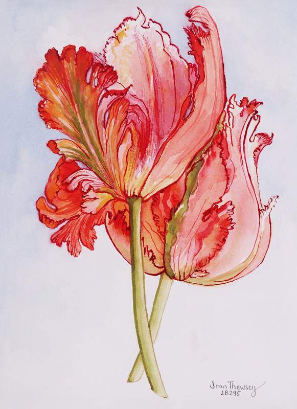 Two Frilled Tulips von Joan  Thewsey