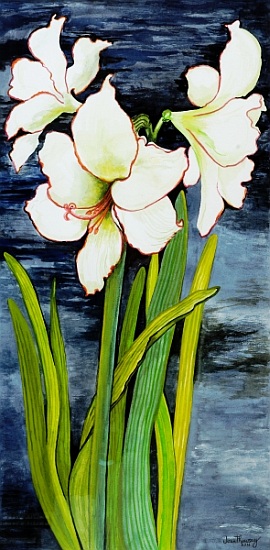 Amaryllis against a night sky von Joan  Thewsey