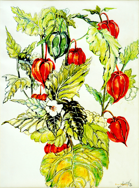 Chinese Lantern Spray von Joan  Thewsey