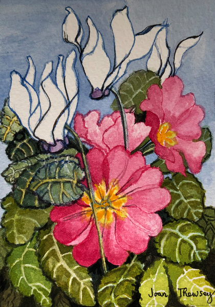 Cyclamen and Primrose von Joan  Thewsey