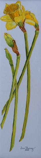 Four Daffodil Stems
