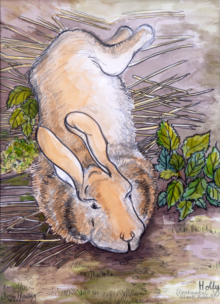 Holly,the Giant Continental Rabbit von Joan  Thewsey