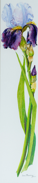 Iris with Three Buds von Joan  Thewsey