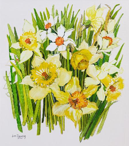 Daffodils and narcissus