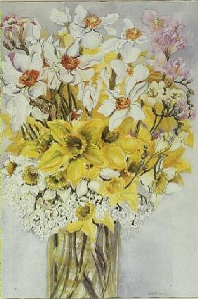 Daffodils and Narcissi (w/c) 