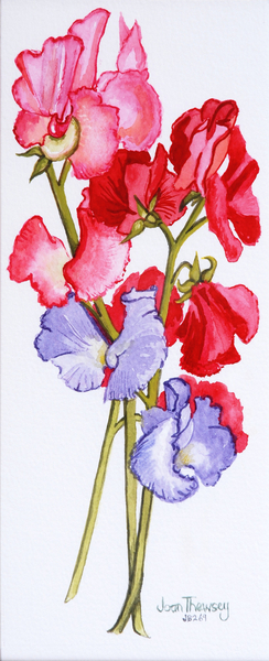 Three Sweet Peas von Joan  Thewsey