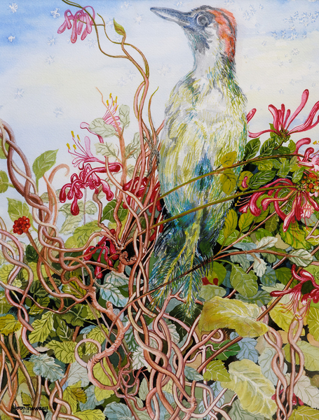 Woodpecker in the Honeysuckle von Joan  Thewsey