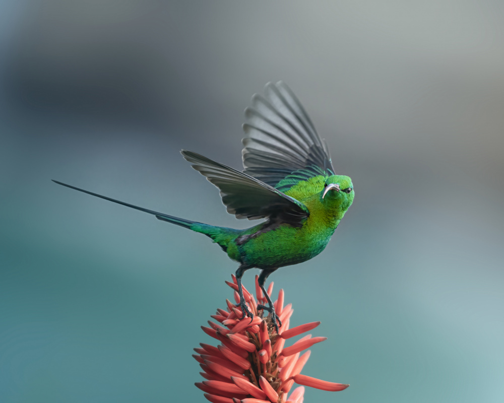 The sunbird von Joan Zhang