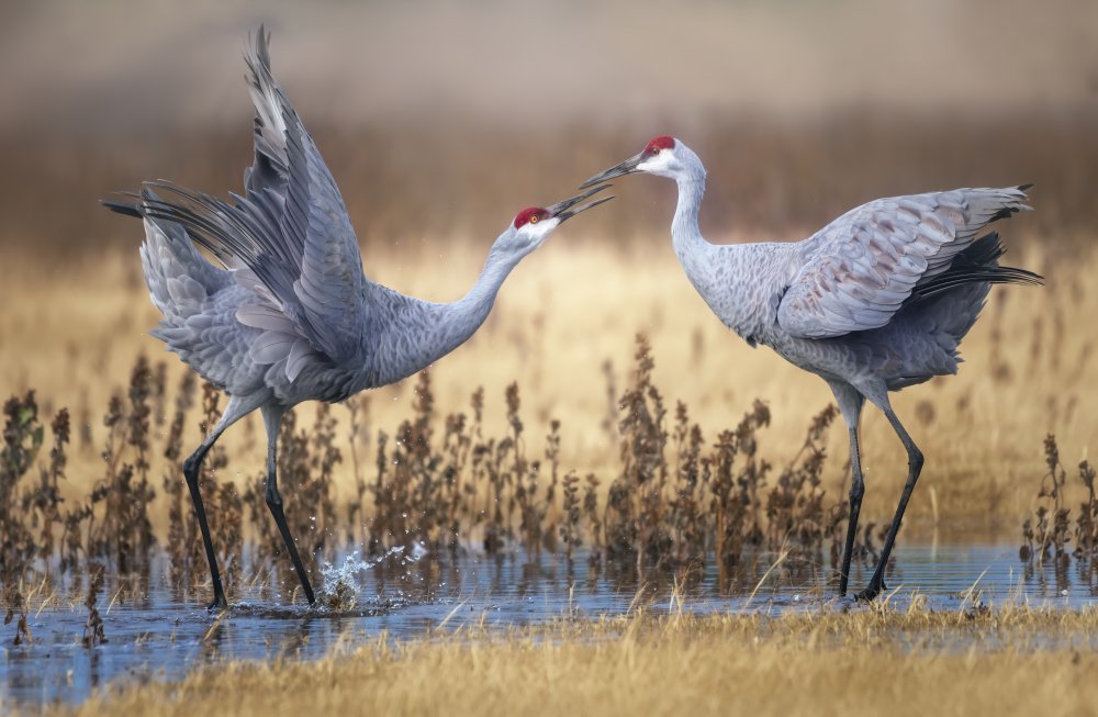 The quarrel von Joan Zhang