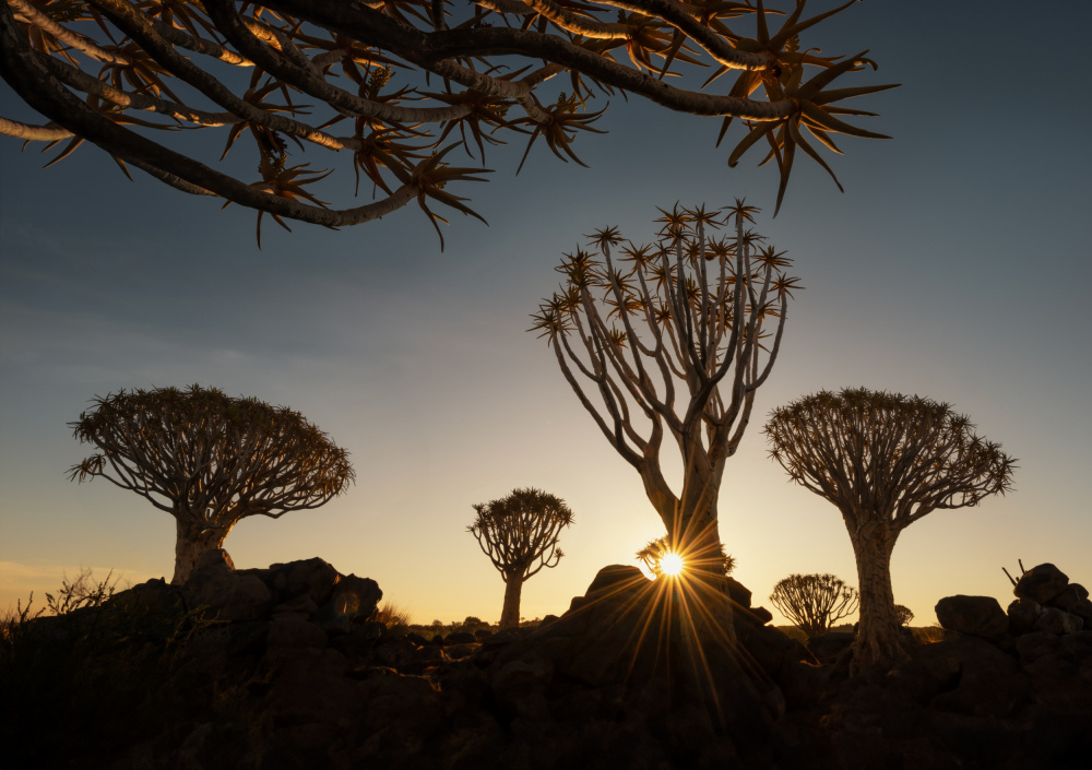 The Quiver trees in Namibia von Joan Zhang