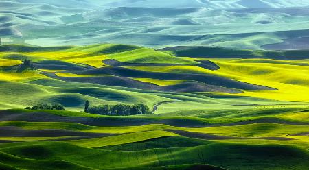 Waves of wheat field