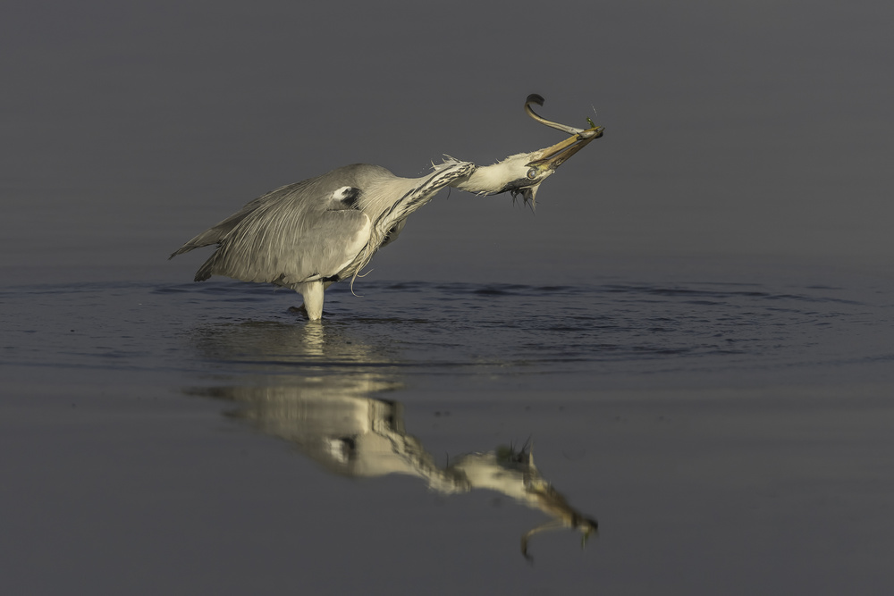 the possession von Joaquin Forner Rodriguez