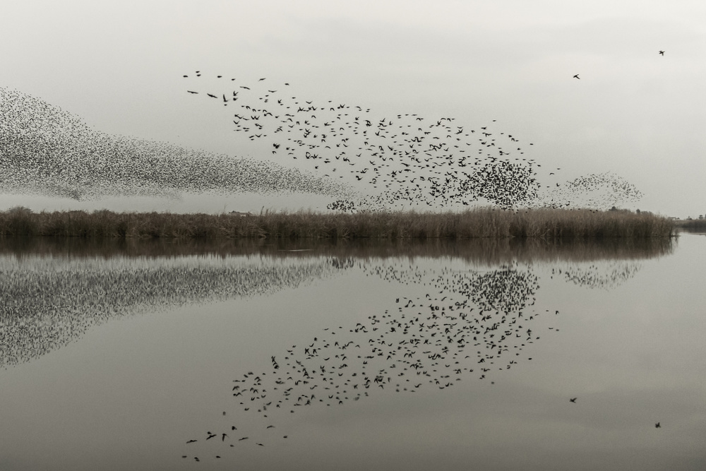 The presence von Joaquin Forner Rodriguez