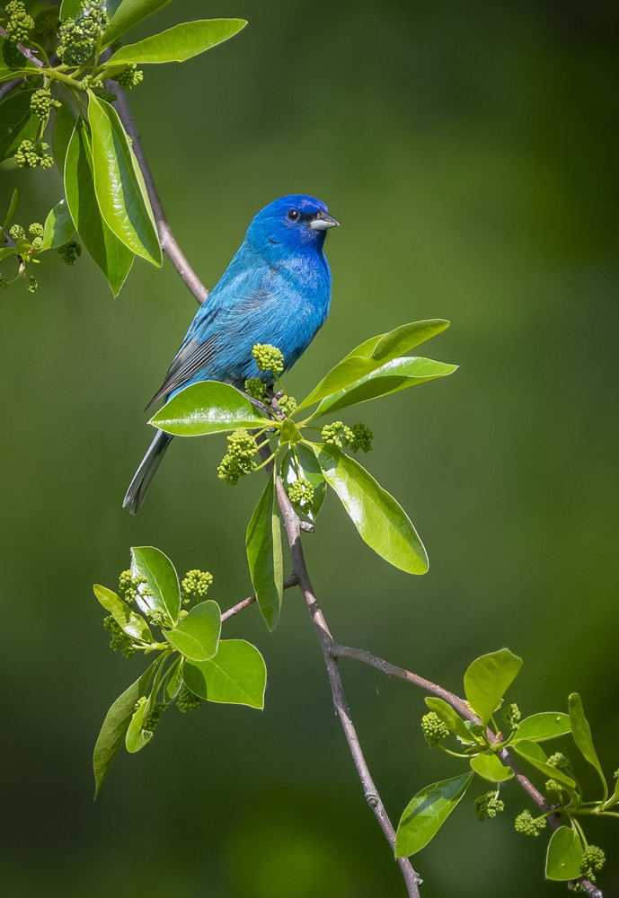 "Indigo Bunting" von Joe Gliozzo