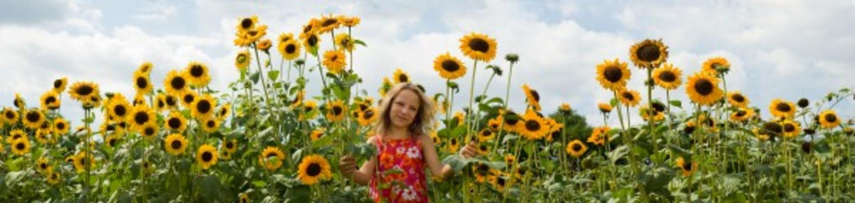 Sonnenblumenland von Joe Plitzner