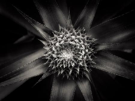 barbed [D0815-025.1]