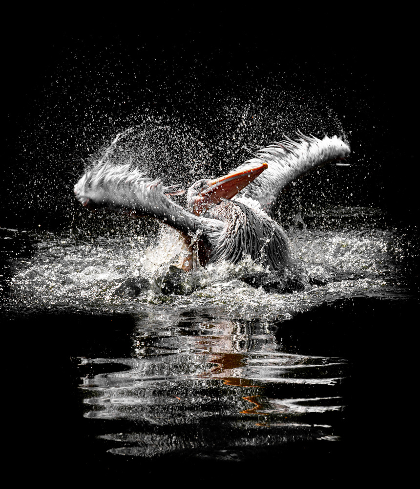 ...splashing von Jörg Vollrath