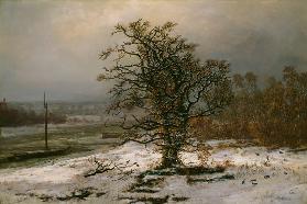 Eichbaum an der Elbe im Winter
