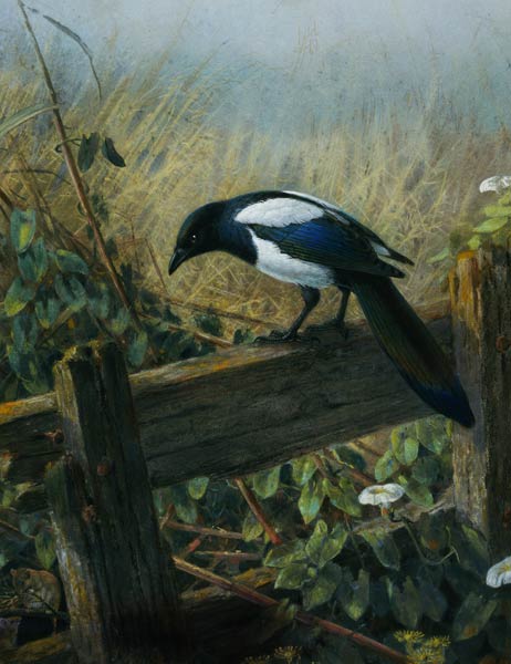 The Magpie von Johan Gerard Keulemans