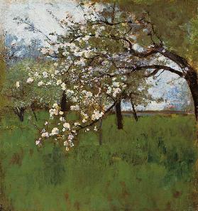 Blühender Apfelbaum