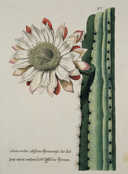 Cereus Erectus Altissimus Syrinamensis from 'Phythanthoza Iconographica' published in Germany von Johann Wilhelm Weinman